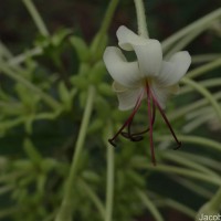Clerodendrum indicum (L.) Kuntze